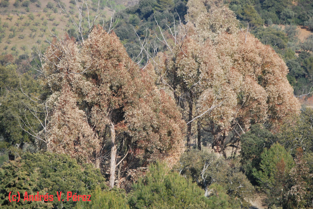 Eucalyptus: un género muy dañado por la reciente ola de frío siberiana