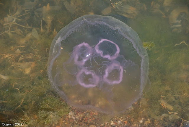 Plagas de medusas y temperaturas del agua del mar
