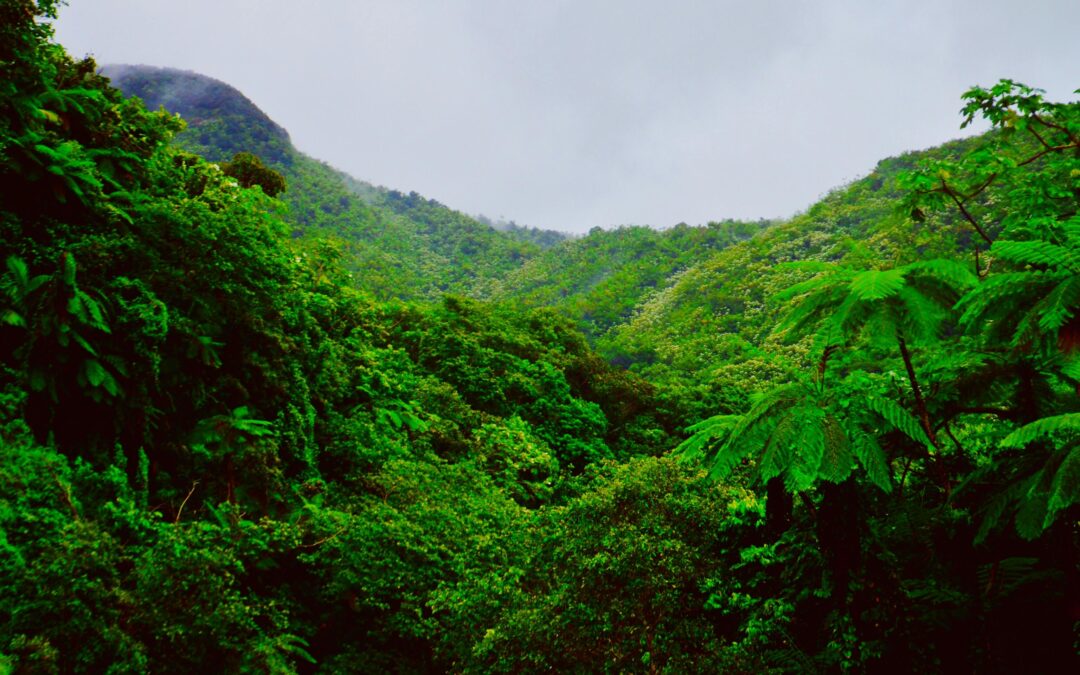 La deforestación de la Amazonía reduce las precipitaciones