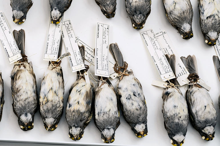 Apagar la luz para salvar a las aves migratorias