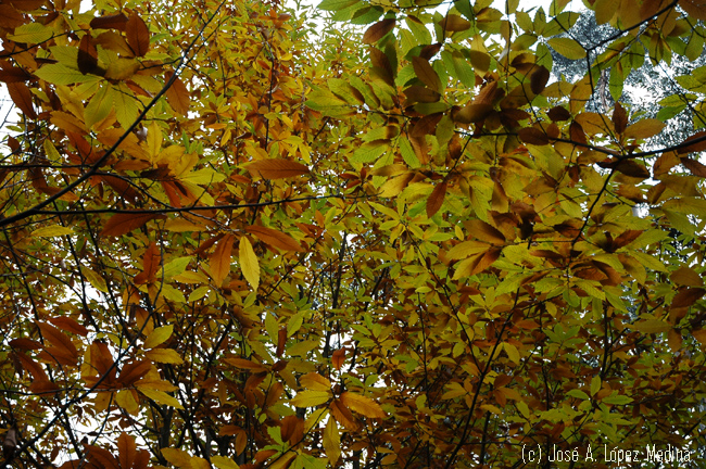 Un otoño más tardío y una primavera más temprana